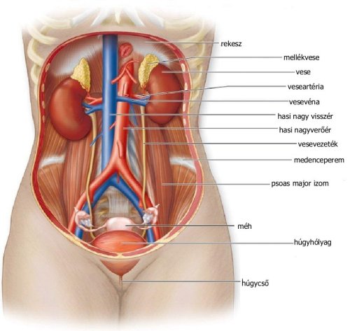 kaposvar_urologia_maganrendelés_rakasz_életmodkozpont_somogy