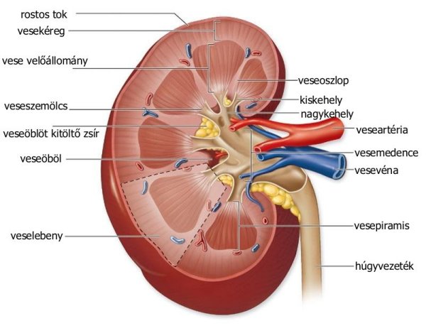 kaposvar_urologia_maganrendelés_rakasz_életmodkozpont_somogy