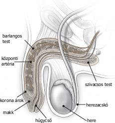 kaposvar_urologia_maganrendelés_rakasz_életmodkozpont_somogy